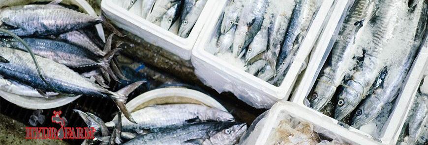 رونق صادرات آبزیان ایرانی به آمریکا و استرالیا/ صادرات انواع ماهی دوباره جان گرفت