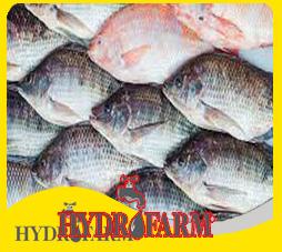 8 نکته بسیار مهم که در مورد شرایط پرورش ماهی تیلاپیا باید بدانید!