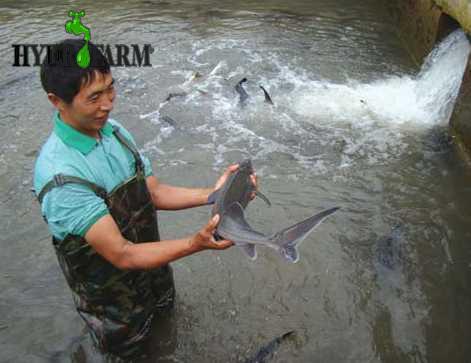 مزرعه پرورش ماهیان خاویاری چین