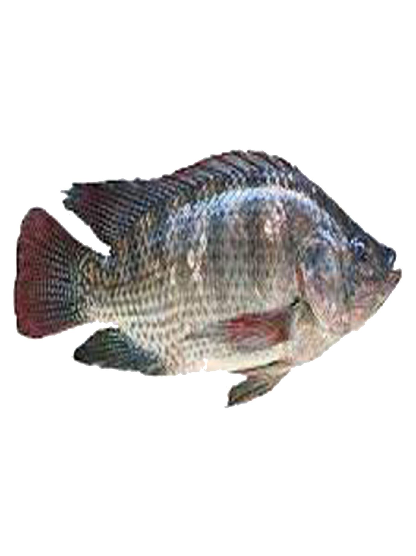 8 نکته بسیار مهم که در مورد شرایط پرورش ماهی تیلاپیا باید بدانید!