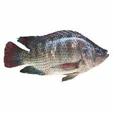 ماهی تیلاپیا