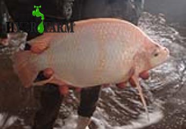  پرورش ماهی تیلاپیا در کشور عربستان