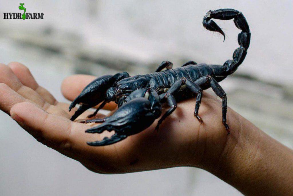 پرورش عقرب از خیال تا واقعیت(Scorpiones)